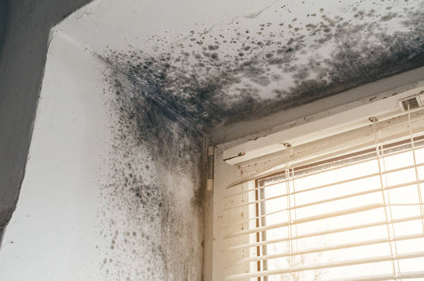 Trusted Mold Inspection service in Grassflat, PA - Cheap Mold Removal