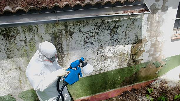 Trusted Black Mold Removal service in Grassflat, PA - Cheap Mold Removal